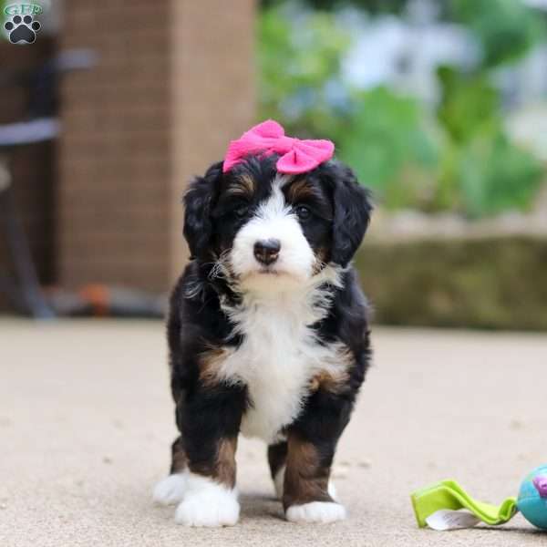 Lemonade, Mini Bernedoodle Puppy